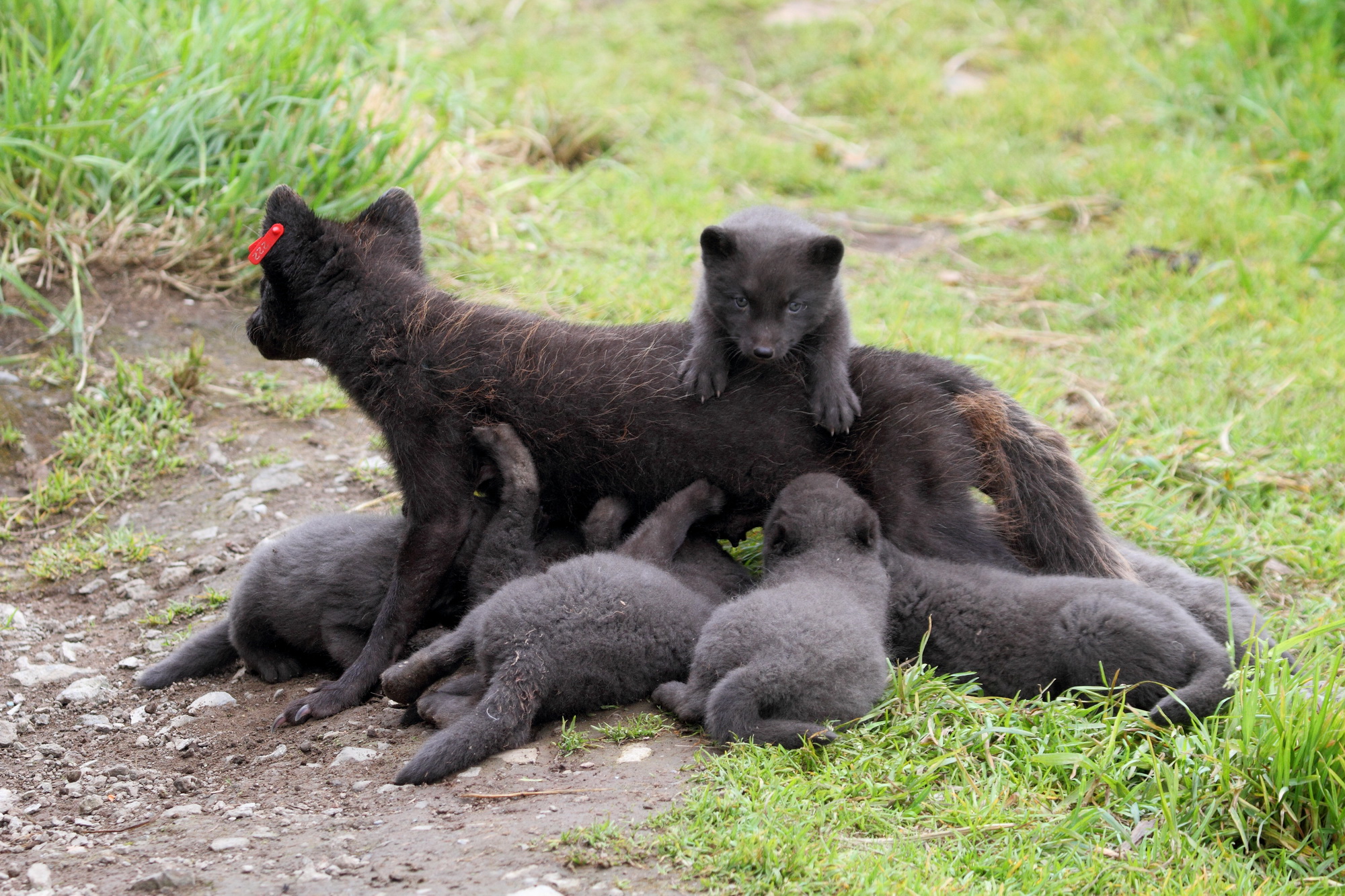 Arctic Fox Research on Medny Island